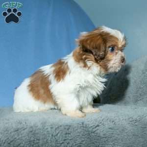 Eddie, Shih Tzu Puppy